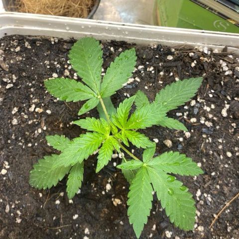 LEMON CHERRY COOKIES  growlog timeline photo