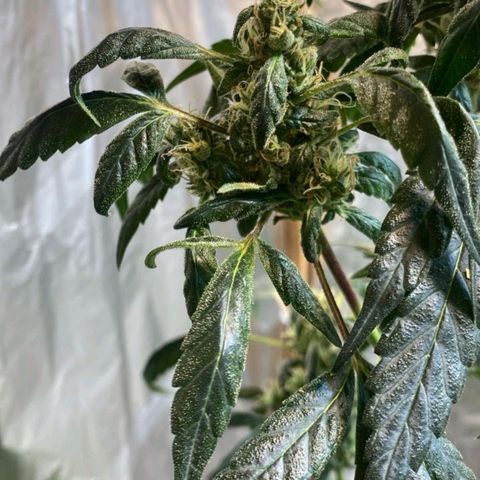 Lemon cherry cookies auto growlog timeline photo