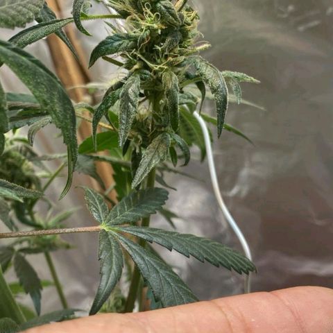 Lemon cherry cookies auto growlog timeline photo