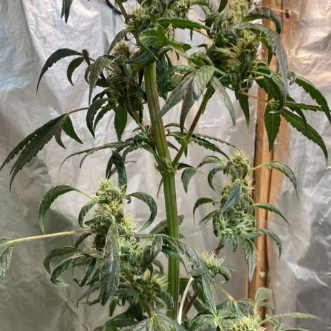 Lemon cherry cookies auto growlog timeline photo