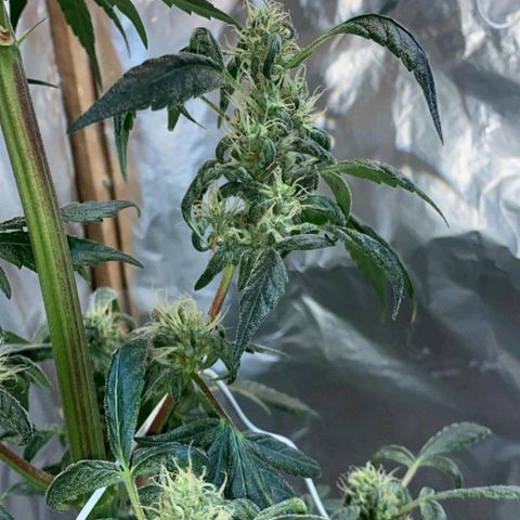 Lemon cherry cookies auto growlog timeline photo