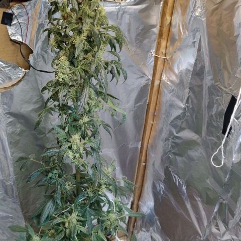 Lemon cherry cookies auto growlog timeline photo