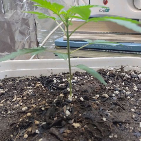 LEMON CHERRY COOKIES  growlog timeline photo