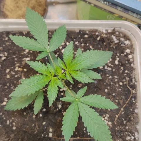 LEMON CHERRY COOKIES  growlog timeline photo