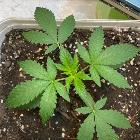 LEMON CHERRY COOKIES  growlog timeline photo