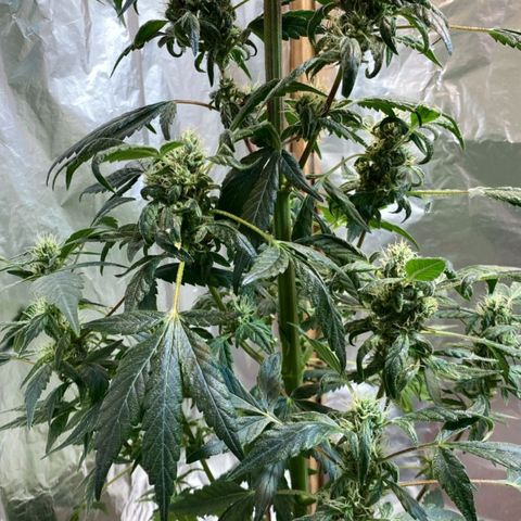 Lemon cherry cookies auto growlog timeline photo