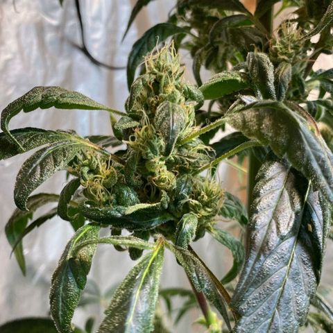 Lemon cherry cookies auto growlog timeline photo