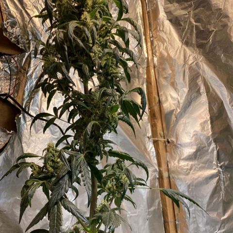 Lemon cherry cookies auto growlog timeline photo