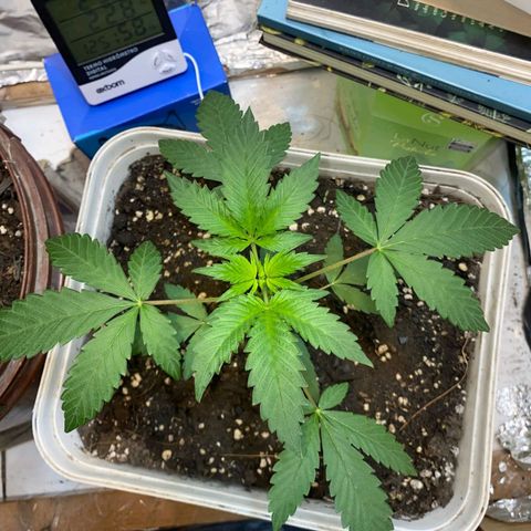 LEMON CHERRY COOKIES  growlog timeline photo