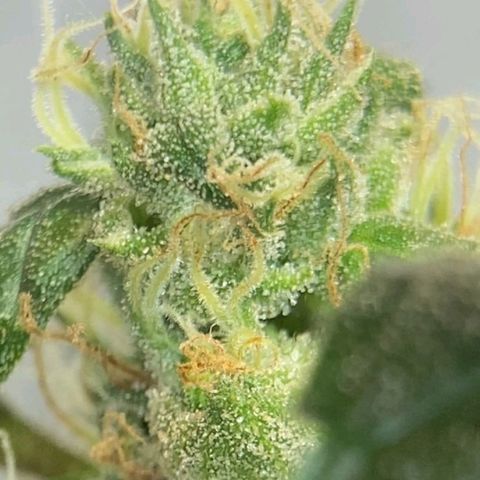 Lemon cherry cookies auto growlog timeline photo