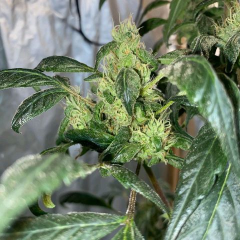 Lemon cherry cookies auto growlog timeline photo