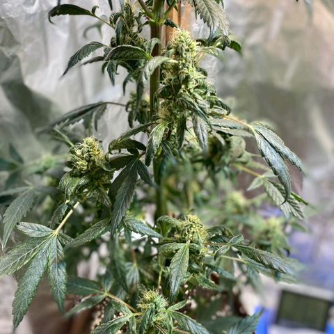 Lemon cherry cookies auto growlog timeline photo