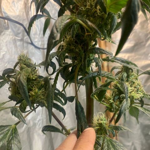 Lemon cherry cookies auto growlog timeline photo