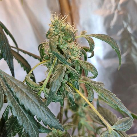 Lemon cherry cookies auto growlog timeline photo