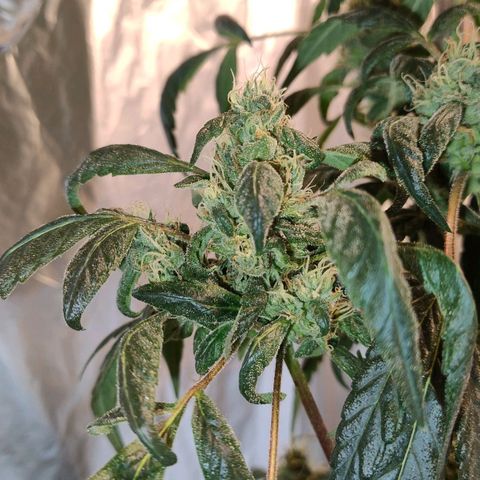 Lemon cherry cookies auto growlog timeline photo