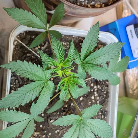 LEMON CHERRY COOKIES  growlog timeline photo