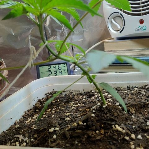 LEMON CHERRY COOKIES  growlog timeline photo