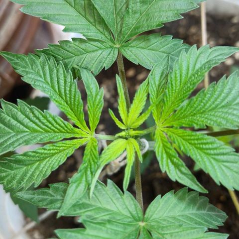 LEMON CHERRY COOKIES  growlog timeline photo