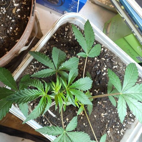 LEMON CHERRY COOKIES  growlog timeline photo