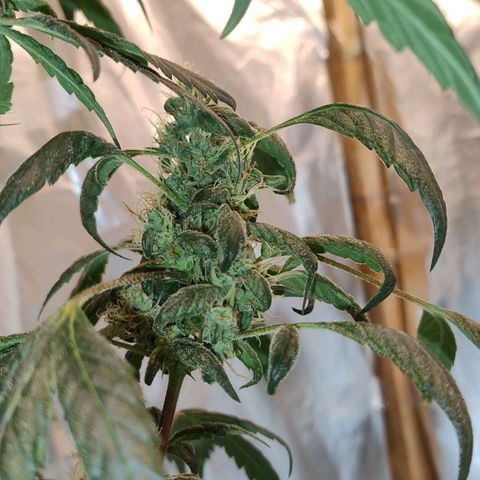 Lemon cherry cookies auto growlog timeline photo