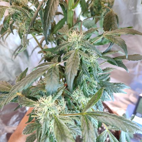 Lemon cherry cookies auto growlog timeline photo