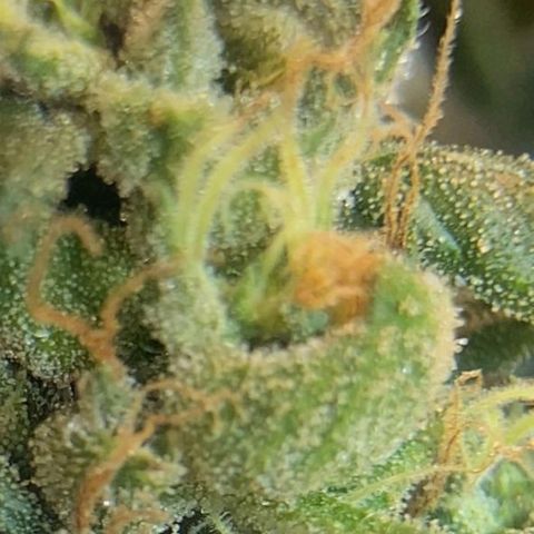 Lemon cherry cookies auto growlog timeline photo