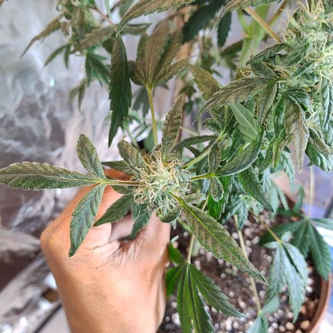 Lemon cherry cookies auto growlog timeline photo