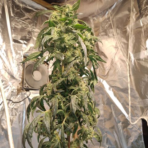 Lemon cherry cookies auto growlog timeline photo