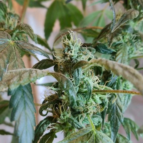 Lemon cherry cookies auto growlog timeline photo