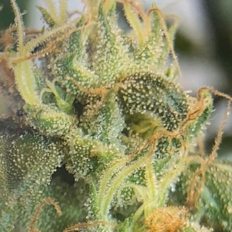 Lemon cherry cookies auto growlog timeline photo