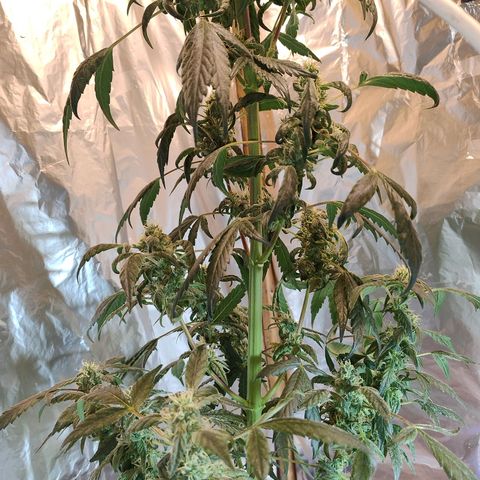 Lemon cherry cookies auto growlog timeline photo