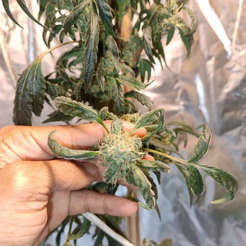 Lemon cherry cookies auto growlog timeline photo