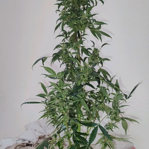 Lemon cherry cookies auto growlog photo: Colheita precoce, faltando cerca de 1 semana e meia até o ponto ideal. ( Tive que cortar pra ter espaço no grow ) 