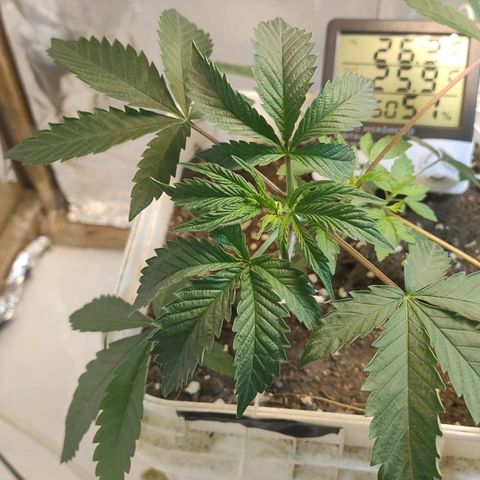 LEMON CHERRY COOKIES  growlog timeline photo