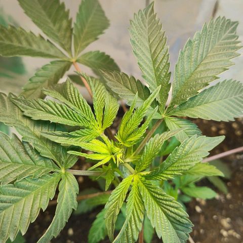 LEMON CHERRY COOKIES  growlog timeline photo