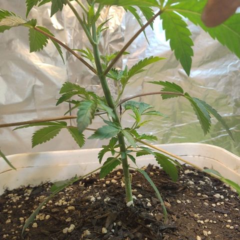 LEMON CHERRY COOKIES  growlog timeline photo