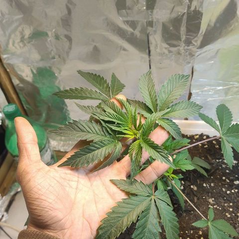 LEMON CHERRY COOKIES  growlog timeline photo