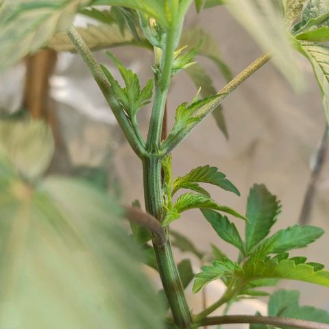 LEMON CHERRY COOKIES  growlog timeline photo