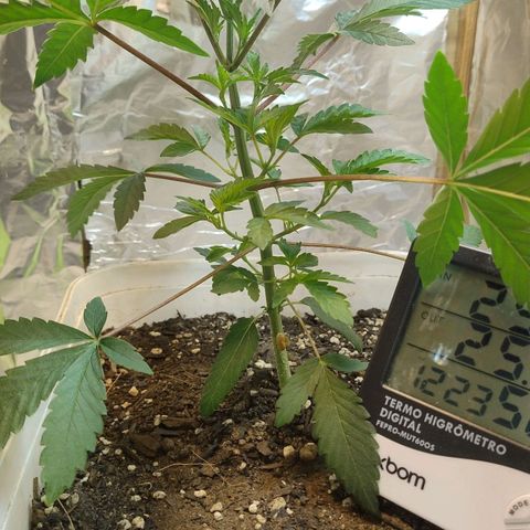 LEMON CHERRY COOKIES  growlog timeline photo