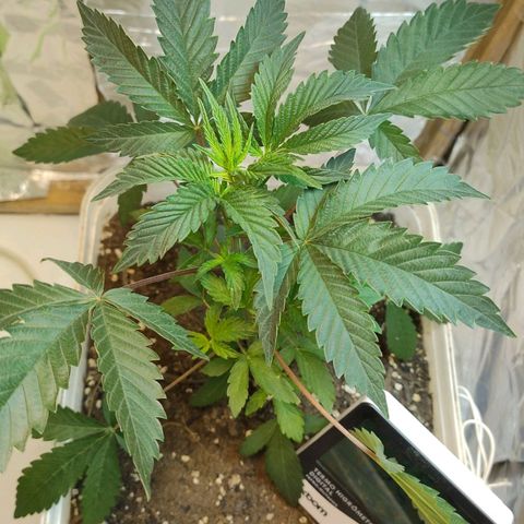 LEMON CHERRY COOKIES  growlog timeline photo