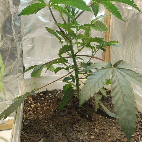 LEMON CHERRY COOKIES  growlog timeline photo