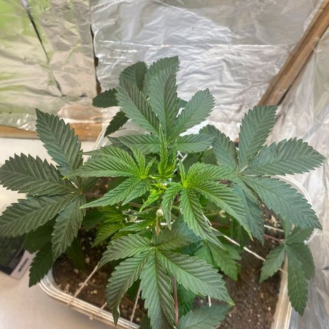 LEMON CHERRY COOKIES  growlog timeline photo