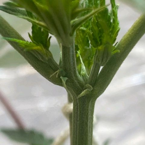 LEMON CHERRY COOKIES  growlog timeline photo