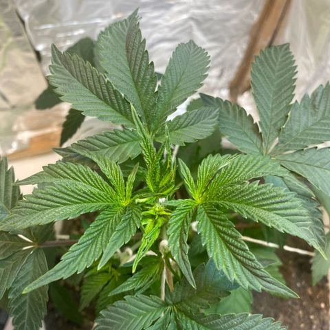 LEMON CHERRY COOKIES  growlog timeline photo