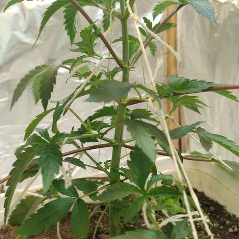 LEMON CHERRY COOKIES  growlog timeline photo