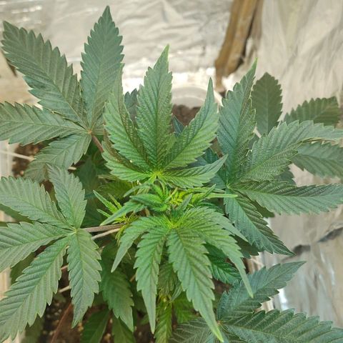 LEMON CHERRY COOKIES  growlog timeline photo
