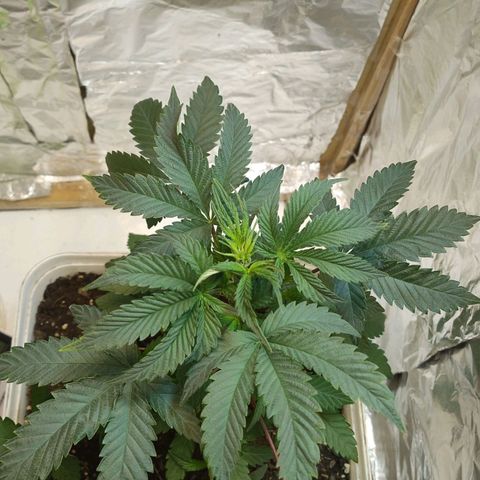 LEMON CHERRY COOKIES  growlog timeline photo