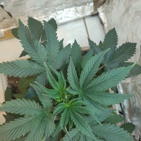LEMON CHERRY COOKIES  growlog timeline photo