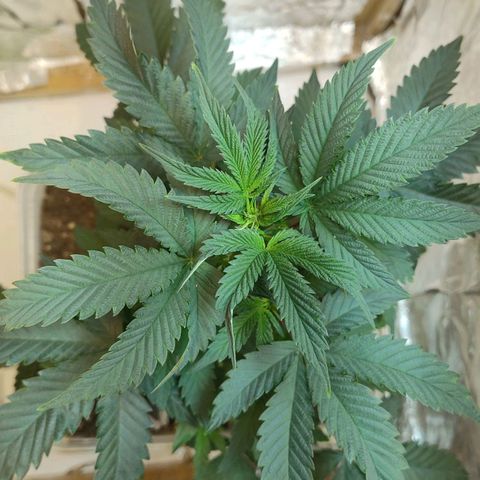 LEMON CHERRY COOKIES  growlog timeline photo