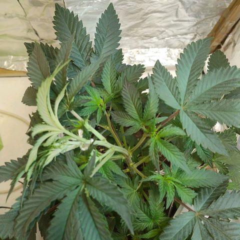 LEMON CHERRY COOKIES  growlog timeline photo